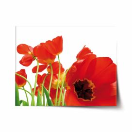 Plakát SABLIO - Tulipány 60x40 cm