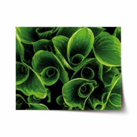 Plakát SABLIO - Zelené listy 60x40 cm