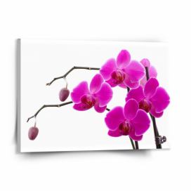 Obraz SABLIO - Fialové orchideje 150x110 cm