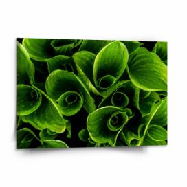 Obraz SABLIO - Zelené listy 150x110 cm