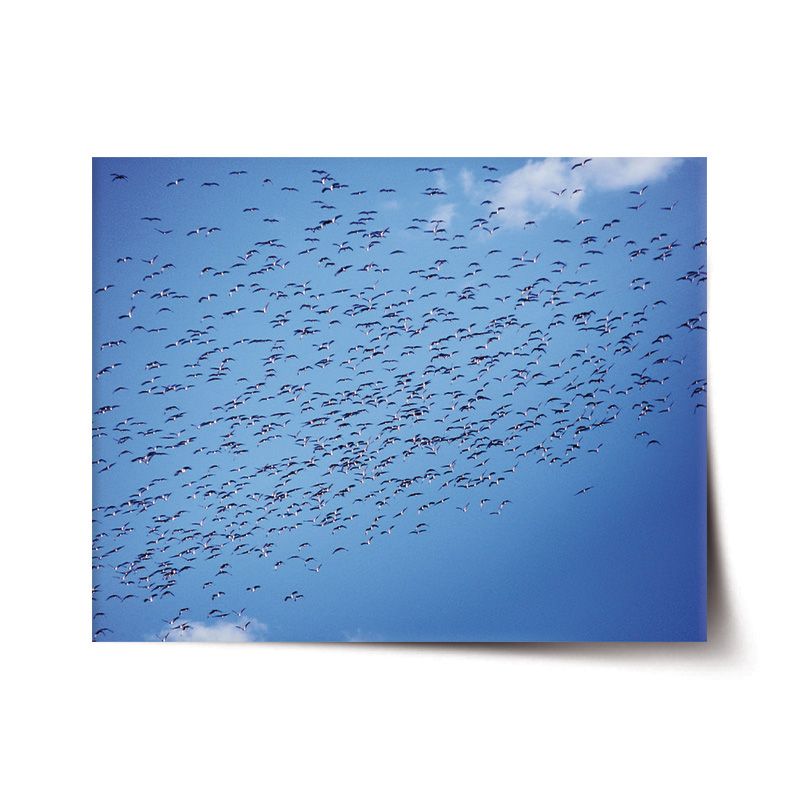 Plakát SABLIO - Hejno ptáků 60x40 cm - E-shop Sablo s.r.o.