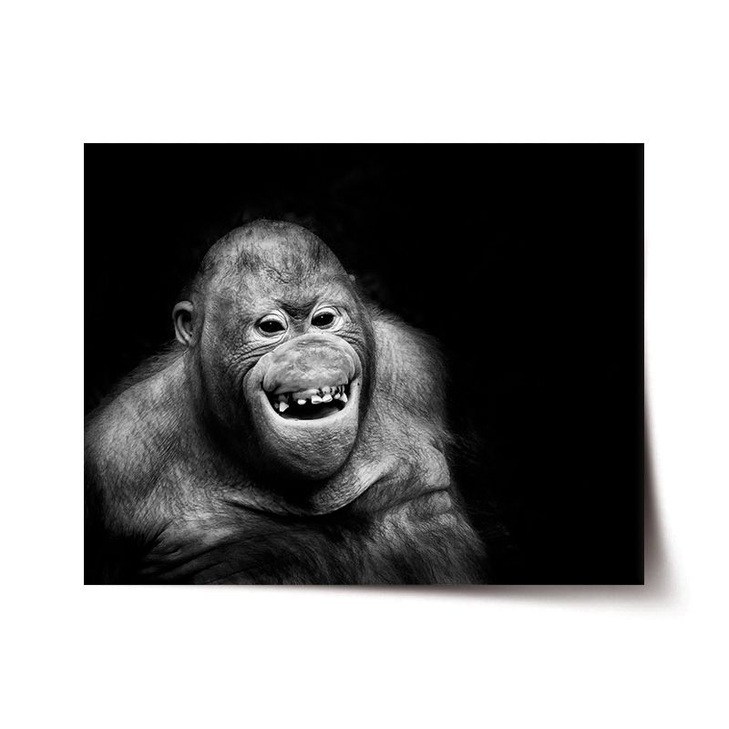 Plakát SABLIO - Orangutan 60x40 cm - E-shop Sablo s.r.o.