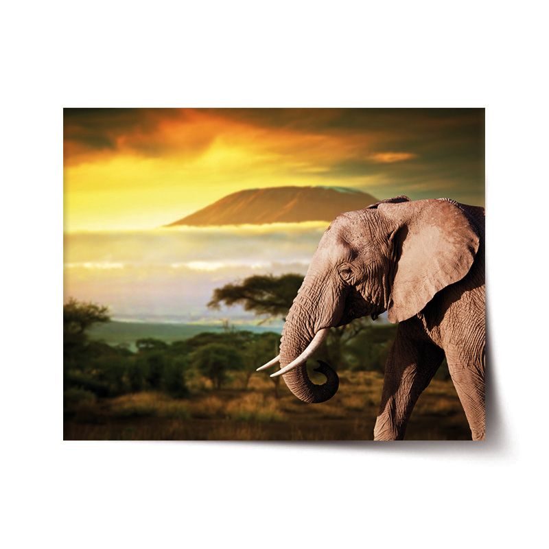 Plakát SABLIO - Slon z profilu 60x40 cm - E-shop Sablo s.r.o.