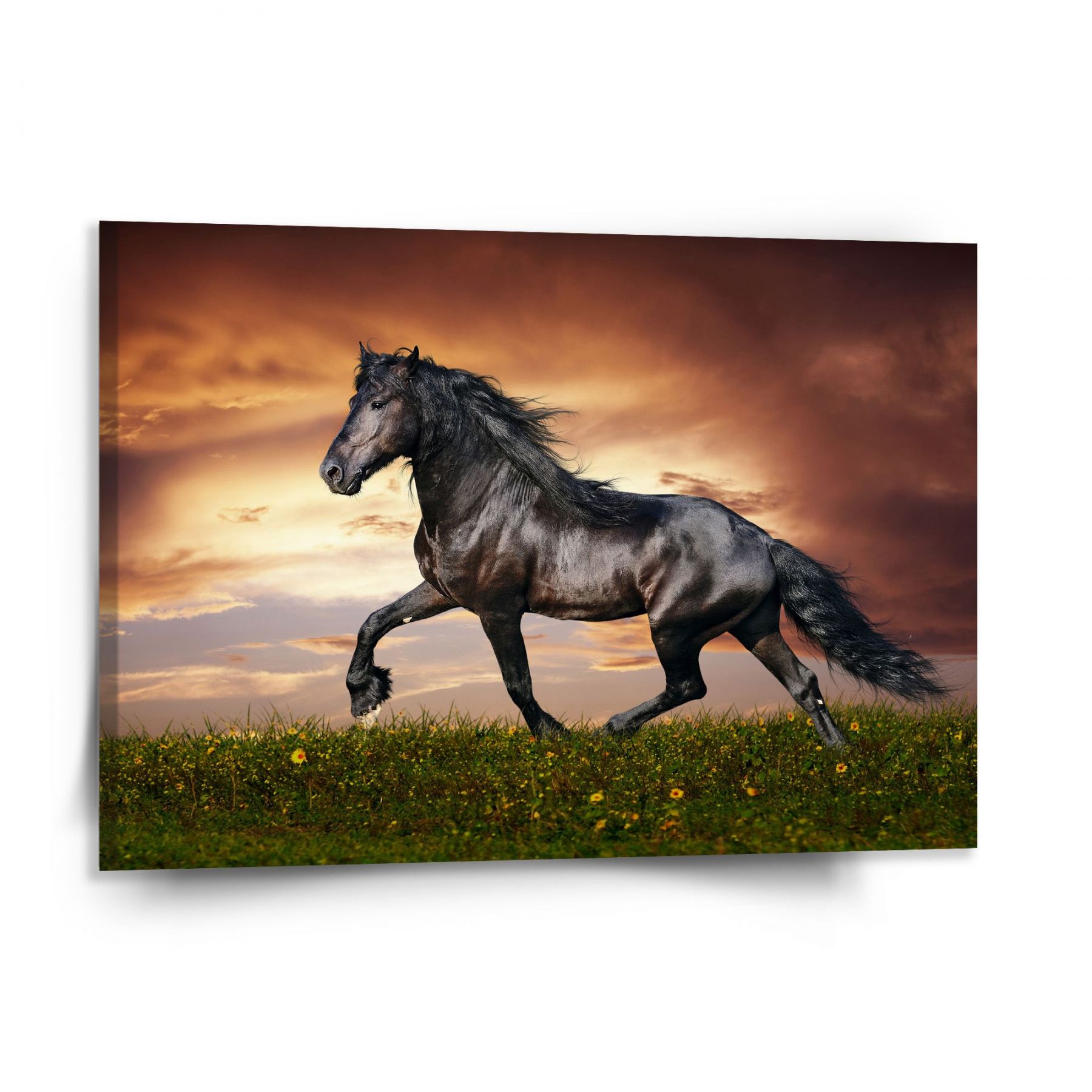 Obraz SABLIO - Friský kůň 150x110 cm - E-shop Sablo s.r.o.