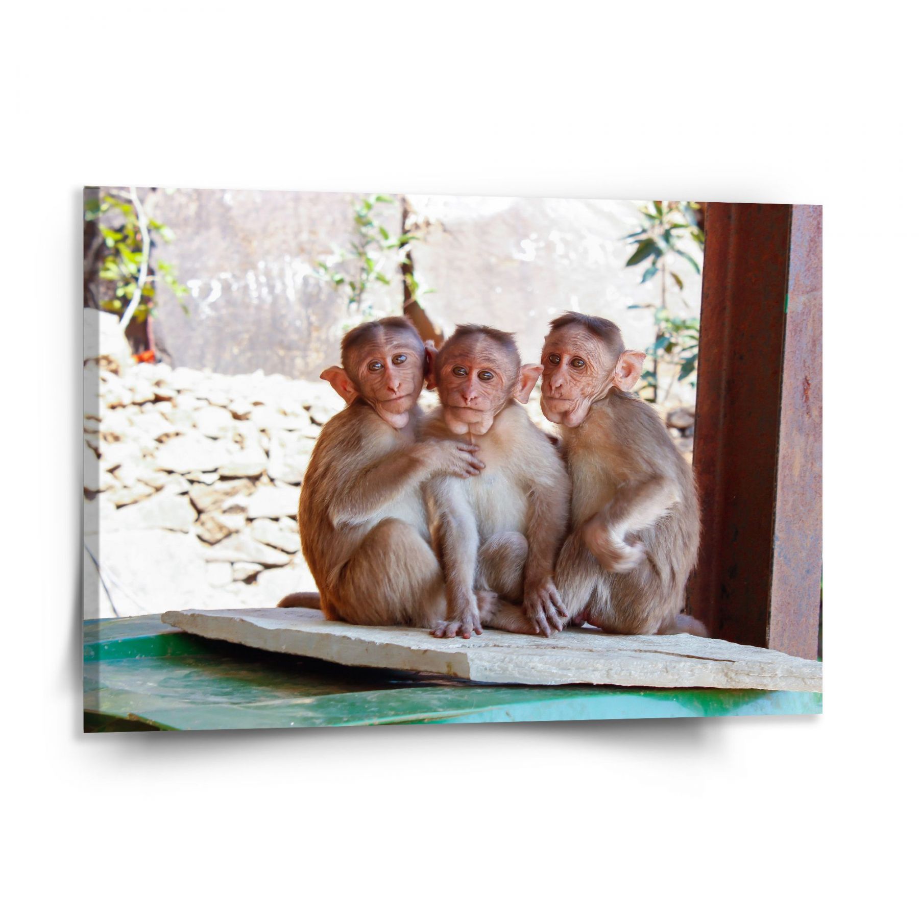 Obraz SABLIO - Opičky 150x110 cm - E-shop Sablo s.r.o.