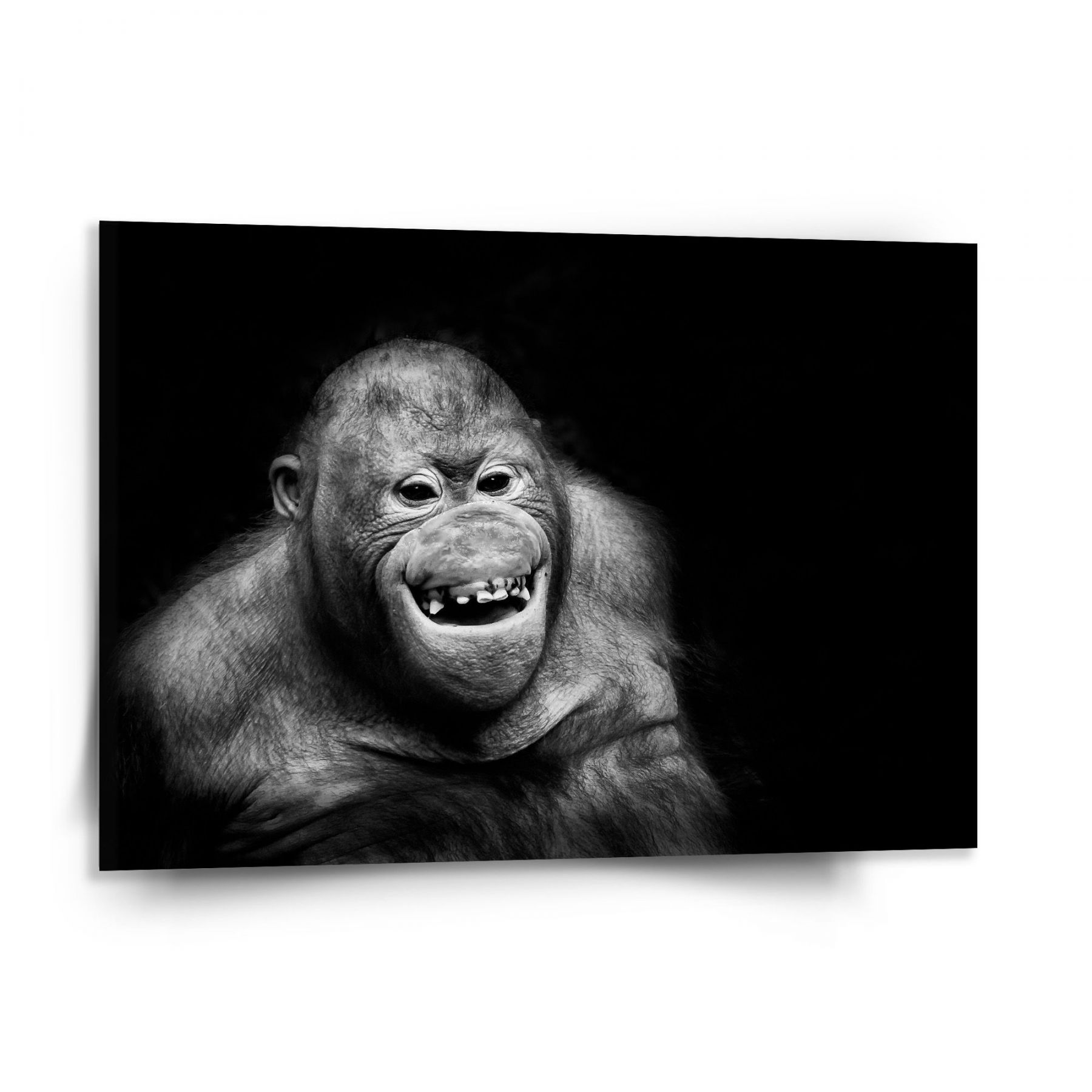 Obraz SABLIO - Orangutan 150x110 cm - E-shop Sablo s.r.o.