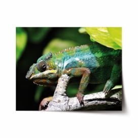 Plakát SABLIO - Chameleon 60x40 cm