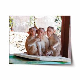 Plakát SABLIO - Opičky 60x40 cm