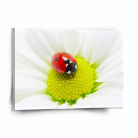 Obraz SABLIO - Beruška na květu 150x110 cm