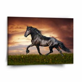 Obraz SABLIO - Friský kůň 150x110 cm