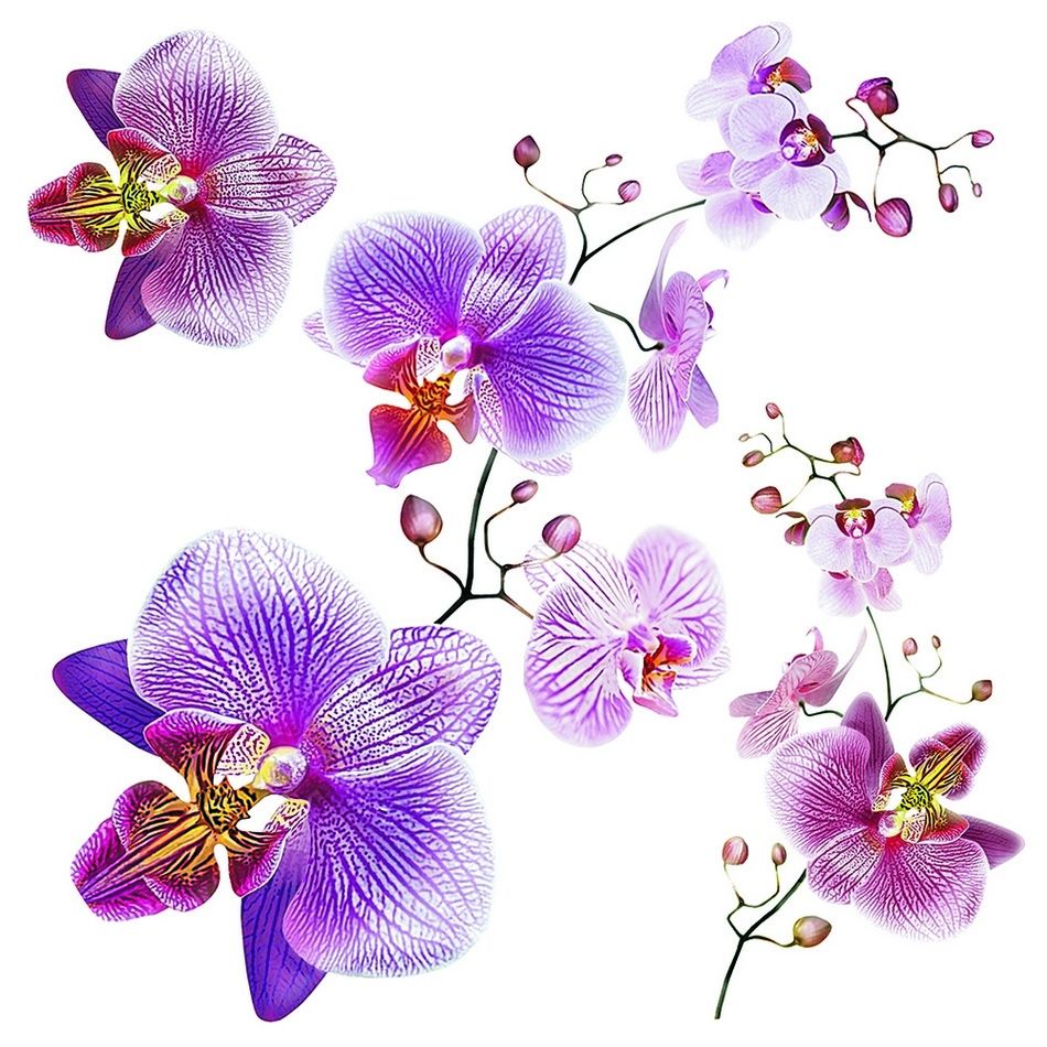 Samolepicí dekorace Orchids, 30 x 30 cm - 4home.cz