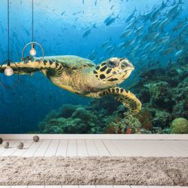 Malvis Tapeta mořská želva Vel. (šířka x výška): 144 x 105 cm