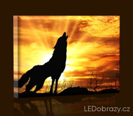LED obraz Vlk při západu slunce 45x30 cm - LEDobrazy.cz