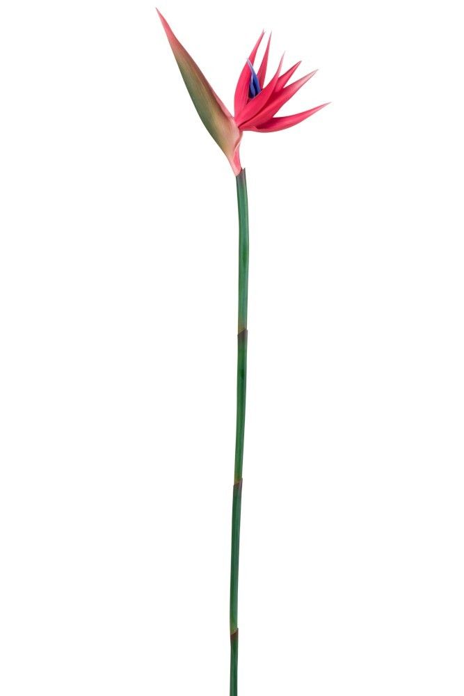 Dekorační květina růžová Strelitzia - 107cm J-Line by Jolipa - LaHome - vintage dekorace