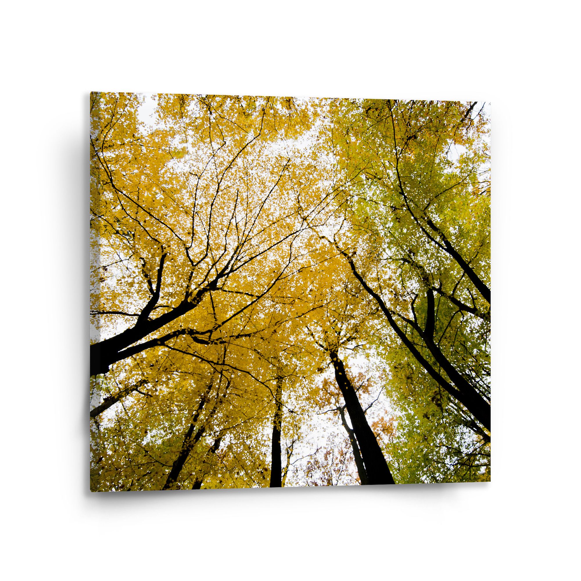 Obraz SABLIO - Koruny stromů 110x110 cm - E-shop Sablo s.r.o.