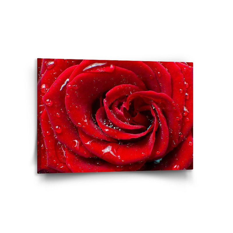 Obraz SABLIO - Růže 120x80 cm - E-shop Sablo s.r.o.