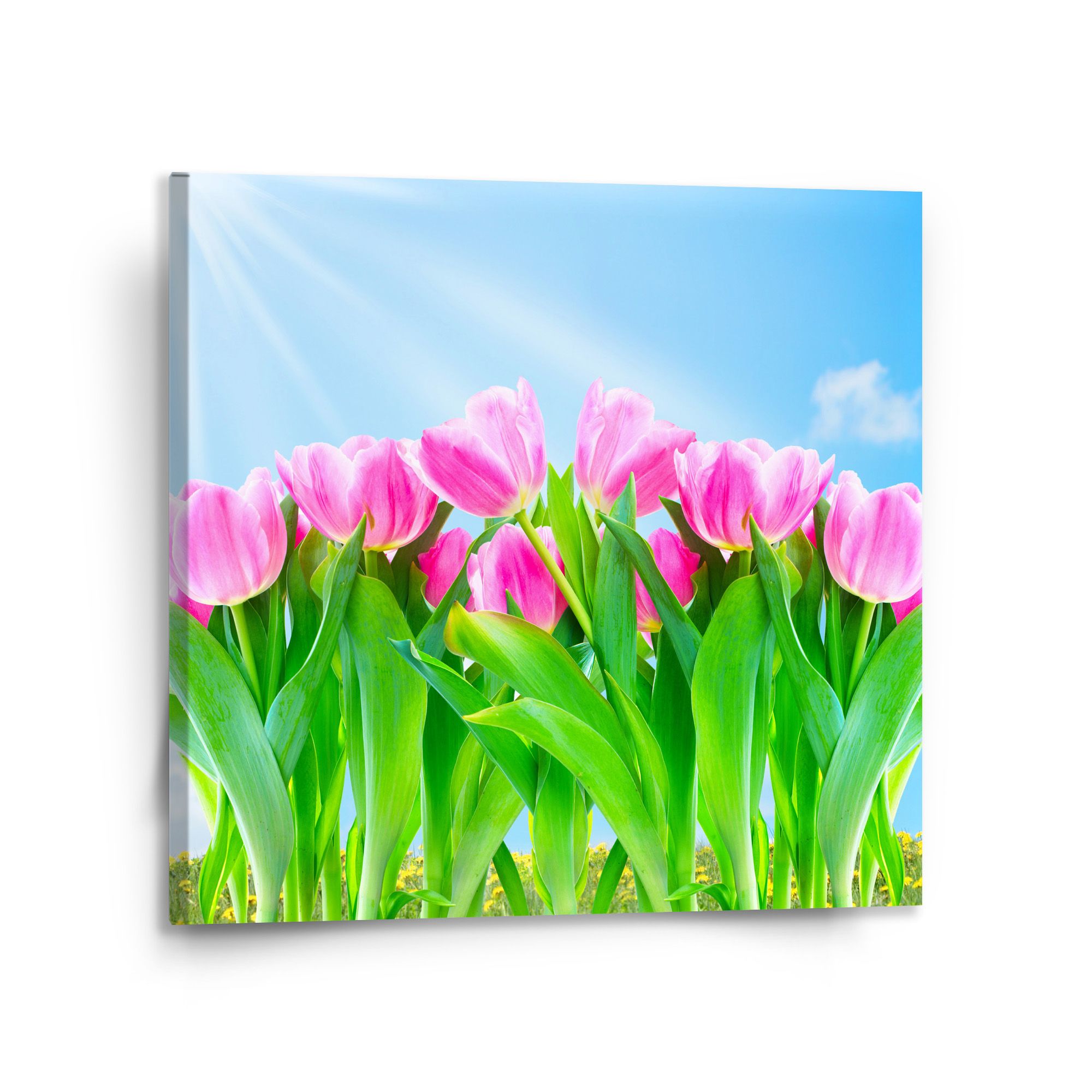 Obraz SABLIO - Růžové tulipány 110x110 cm - E-shop Sablo s.r.o.