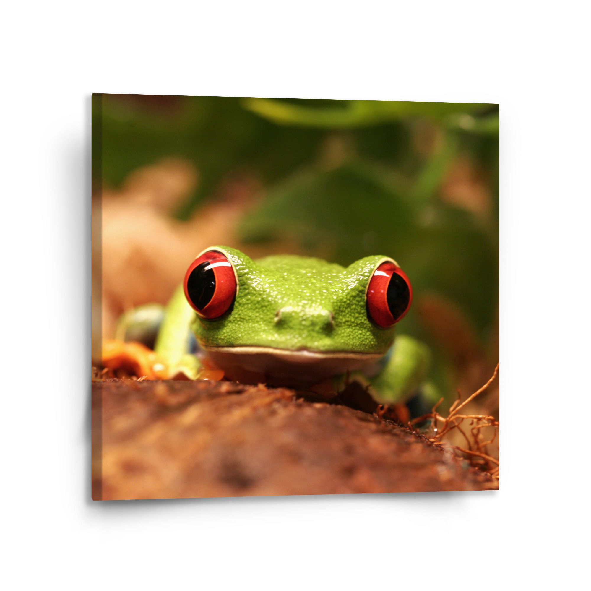 Obraz SABLIO - Zelená žába 110x110 cm - E-shop Sablo s.r.o.