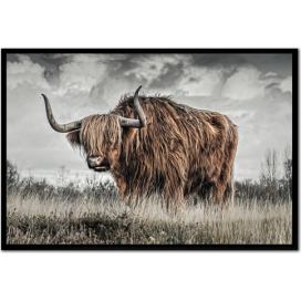 Obraz skotský býk 100660 Mdum
