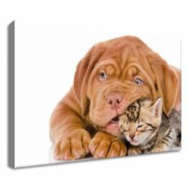 Gario Obraz na plátně Jako kočka a pes Velikost: 30 x 30 cm