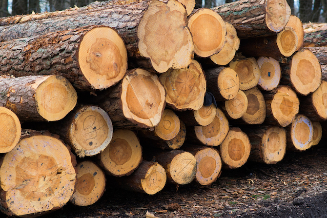 beech-logs-national-park-forest-lumber-wood-material.jpg - 