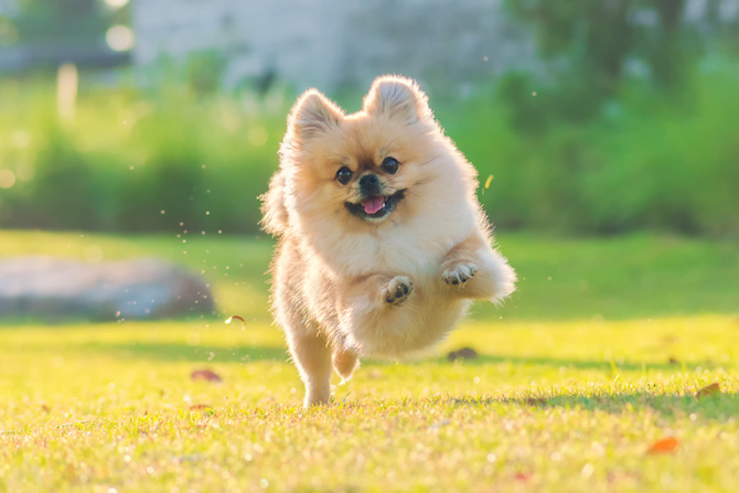 cute-puppies-pomeranian-mixed-breed-pekingese-dog-run-grass-with-happiness.jpg - 