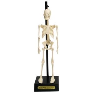 Model kostry Rex London Anatomical - Favi.cz