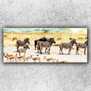 IMPAR Fotografie na plátno Zebry na safari 120x50 cm - Favi.cz