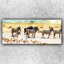 IMPAR Fotografie na plátno Zebry na safari 120x50 cm