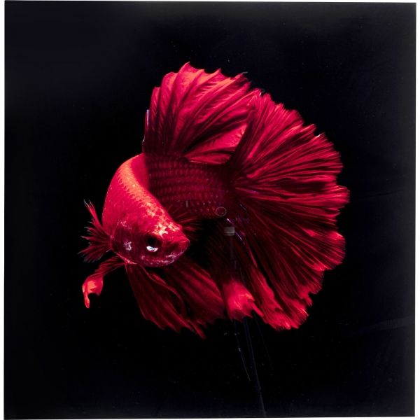 Skleněný obraz Fire Fish 100x100cm - KARE