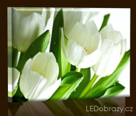 LED obraz Bílé květiny 45x30 cm - LEDobrazy.cz