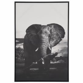 Zarámovaný obraz na plátně slon 63 x 93 cm šedý NIBBIA Beliani.cz