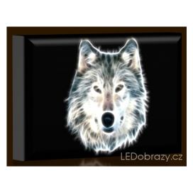 LED obraz Šedý vlk 45x30 cm