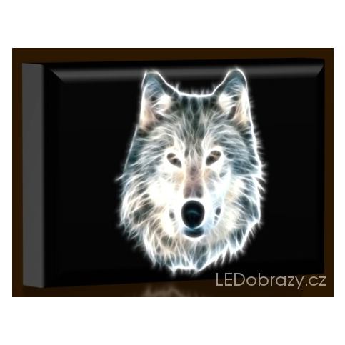 LED obraz Šedý vlk 45x30 cm LEDobrazy.cz
