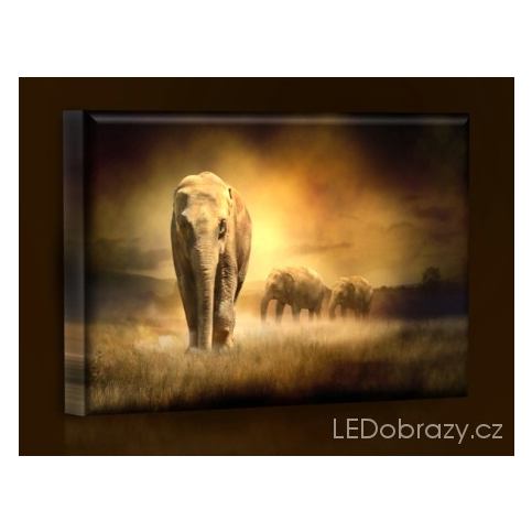LED obraz Sloni v Africe 45x30 cm LEDobrazy.cz