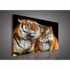 Obraz na plátně tygři 131O1, 100 x 75 cm, IMPOL TRADE