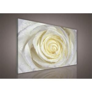 Obraz na plátně bílá růže s kapkami vody 206O1, 100 x 75 cm, IMPOL TRADE - Favi.cz