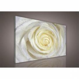 Obraz na plátně bílá růže s kapkami vody 206O1, 100 x 75 cm, IMPOL TRADE