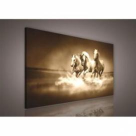 Obraz na plátně stádo koní 191O1, 75 x 100 cm, IMPOL TRADE