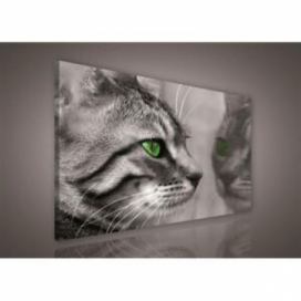 Obraz na plátně kočka 181O1, 75 x 100 cm, IMPOL TRADE