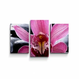 Obraz - 3-dílný SABLIO - Růžová orchidea 75x50 cm