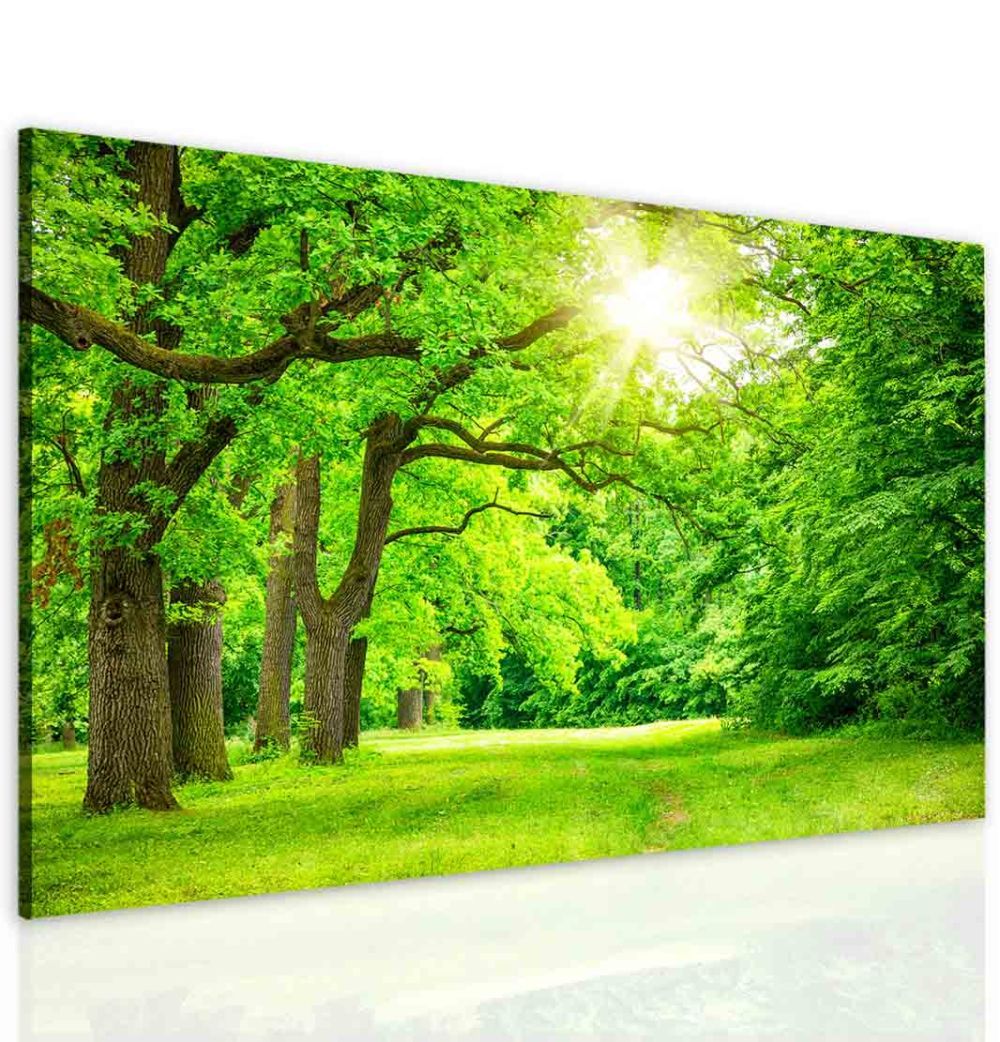 Obraz lesní mýtina Velikost (šířka x výška): 90x60 cm - S-obrazy.cz