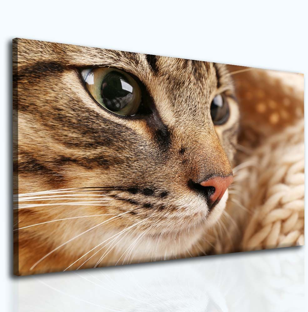 Obraz kočka Velikost (šířka x výška): 90x60 cm - S-obrazy.cz