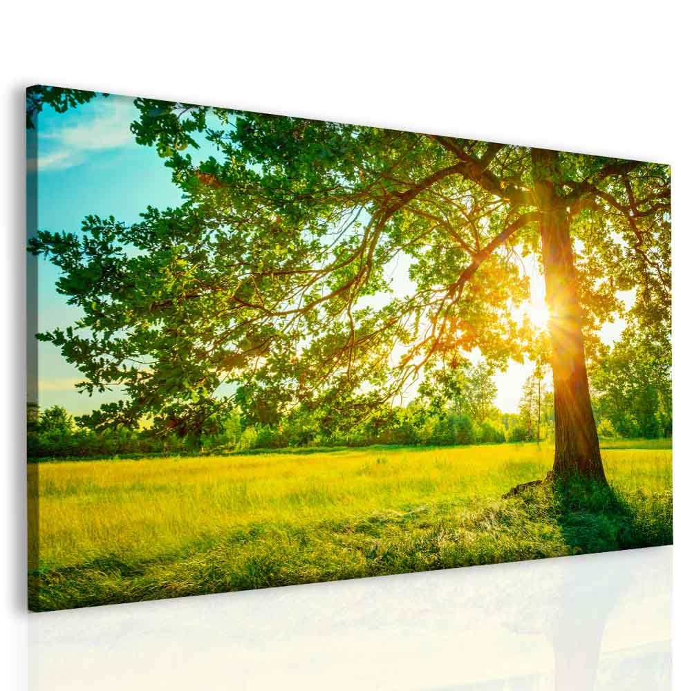 Obraz Strom ve východu slunce Velikost (šířka x výška): 120x80 cm - S-obrazy.cz