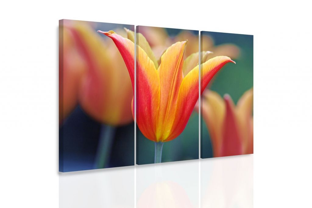 Vícedílný obraz tulipán Velikost (šířka x výška): 120x80 cm - S-obrazy.cz