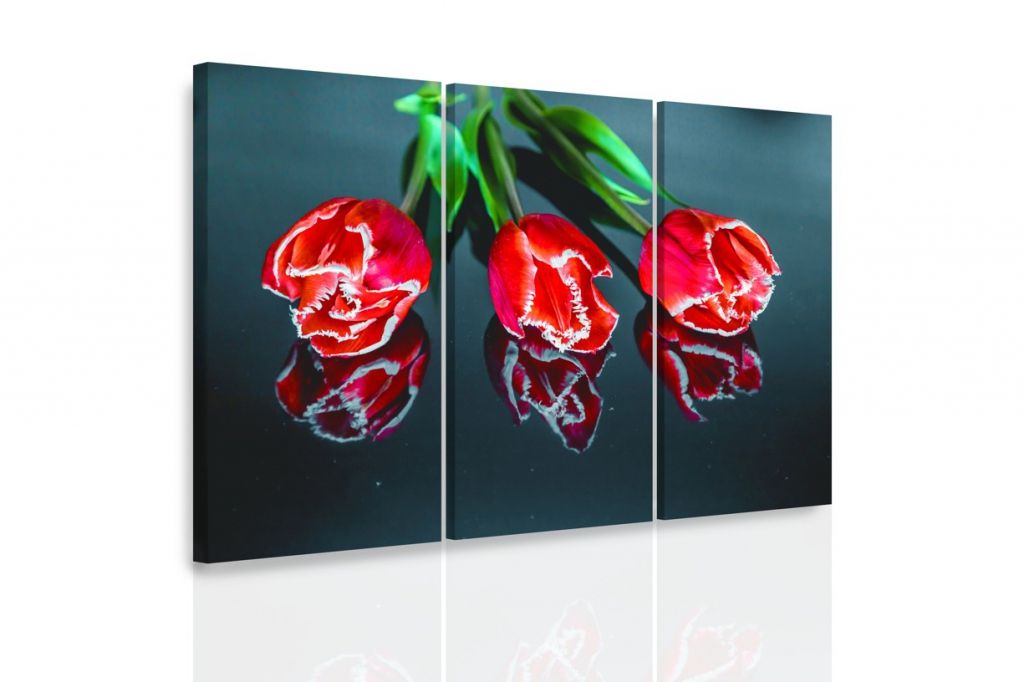 Obraz červené tulipány Velikost (šířka x výška): 120x80 cm - S-obrazy.cz