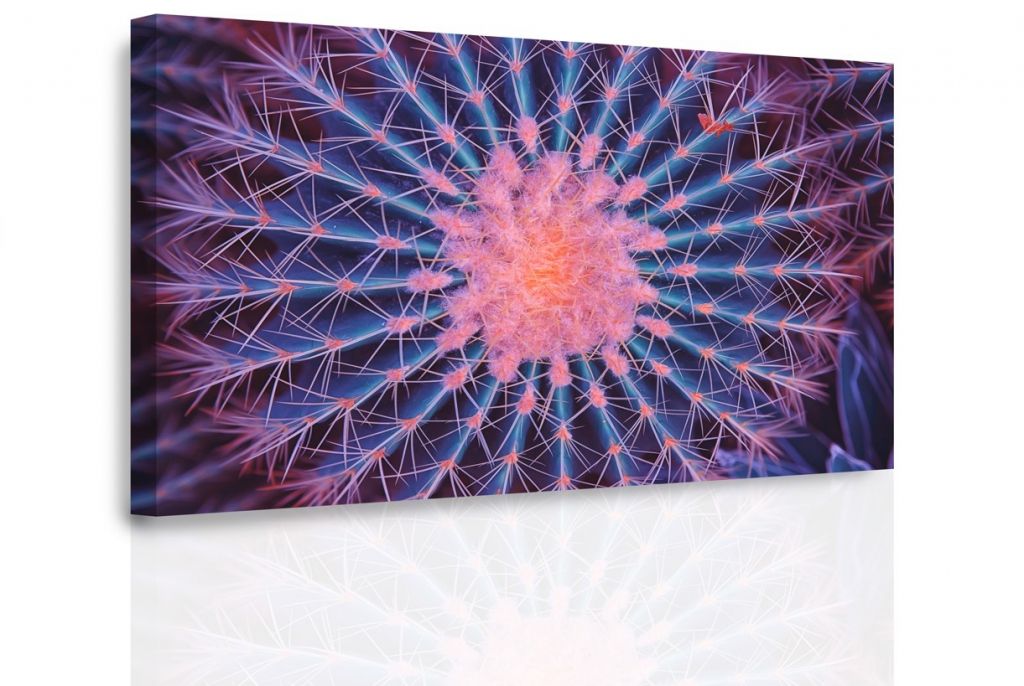 Obraz kaktus makro Velikost (šířka x výška): 120x80 cm - S-obrazy.cz