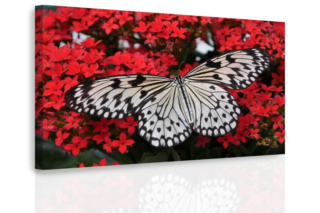 Obraz motýl na květech Velikost (šířka x výška): 60x40 cm - S-obrazy.cz