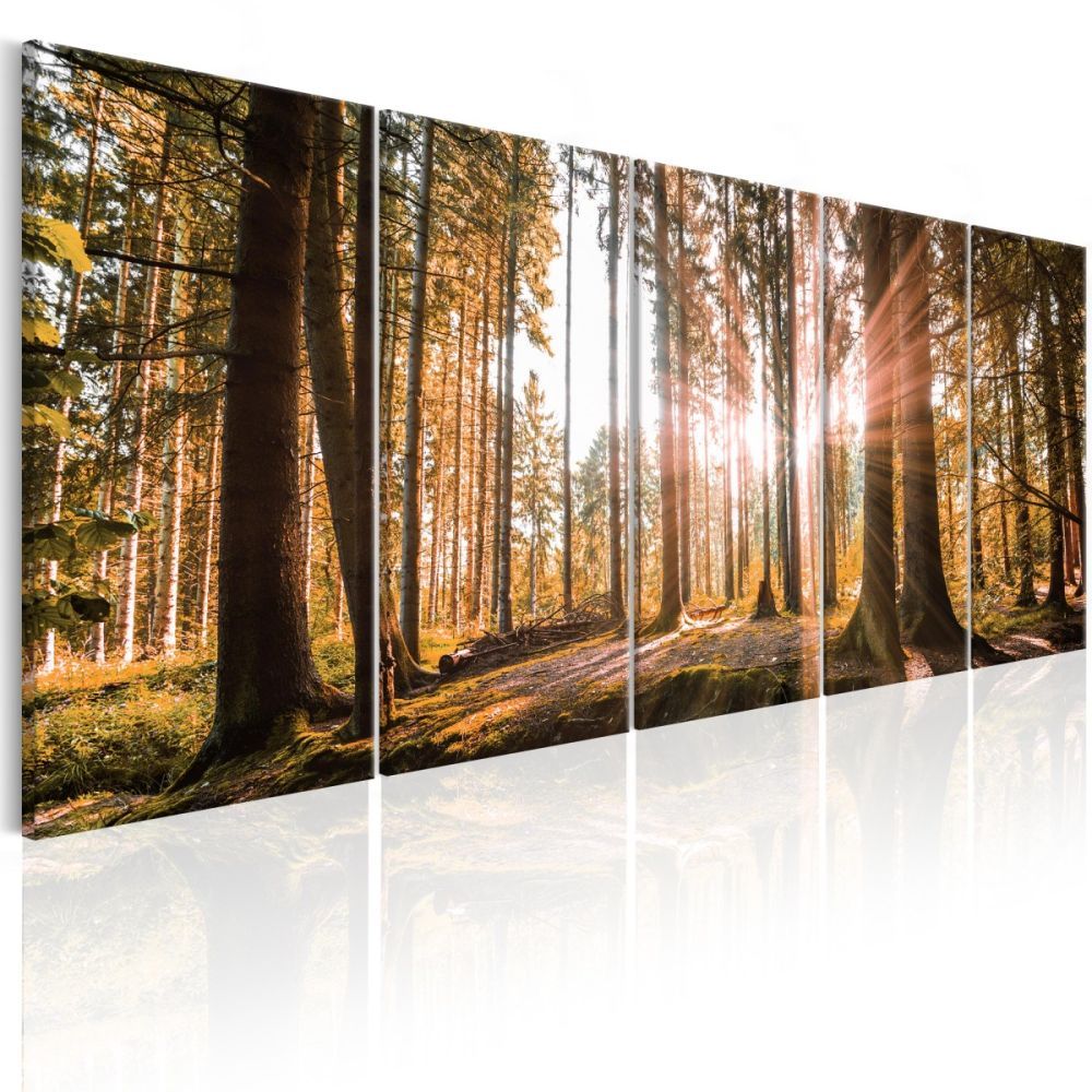 Obraz ráno v lese + háčky a hřebíčky ZDARMA Velikost (šířka x výška): 200x80 cm - S-obrazy.cz