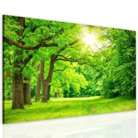 Obraz lesní mýtina Velikost (šířka x výška): 90x60 cm S-obrazy.cz